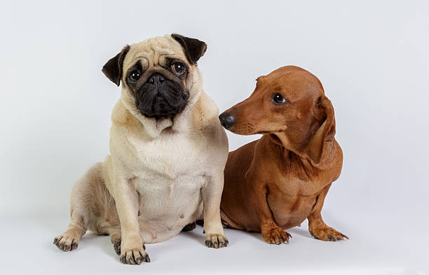 dachshund divertido y doguillo - dachshund dog sadness sitting fotografías e imágenes de stock