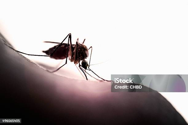 Backlit Mosquito Stock Photo - Download Image Now - In Silhouette, Mosquito, Back Lit