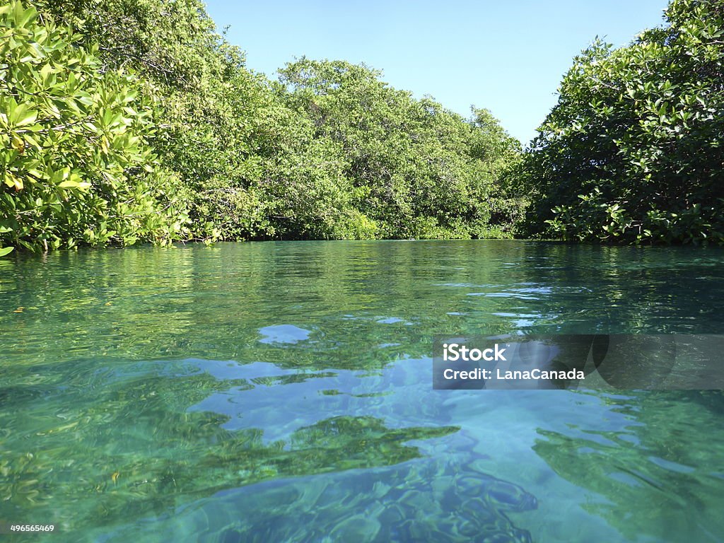 Casa Cenote in Mayan Riviera Casa Cenote or Cenote Manatee in Mayan Riviera is surrounded by the tropical mangrove trees. Cenote Stock Photo