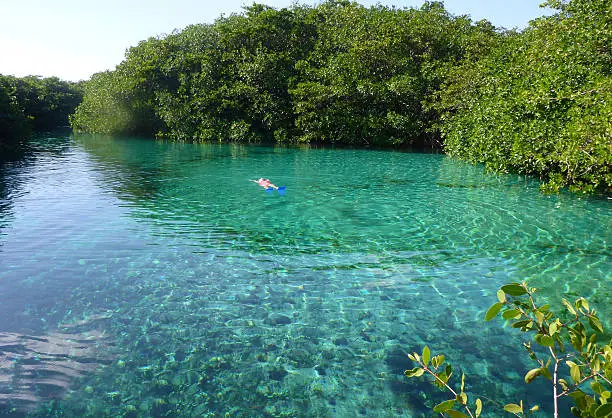Crystal-clear fresh waters of Casa Cenote (or Cenote Manatee) in Mayan Riviera are surrounded by Mangrove Trees and perfect for snorkeling, kayaking and scuba diving. A young woman is enjoying her swim in the cenote.