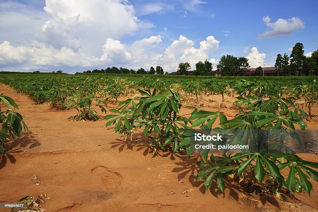 Champ de manioc - Photo de Agriculture libre de droits