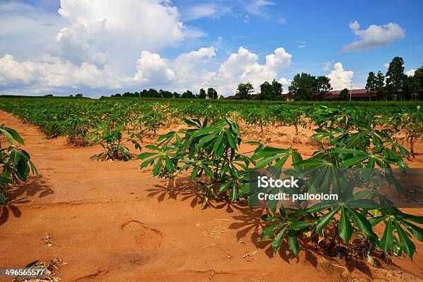 Photo libre de droit de Champ De Manioc banque d'images et plus d'images libres de droit de Agriculture - Agriculture, Arbre, Arbre tropical