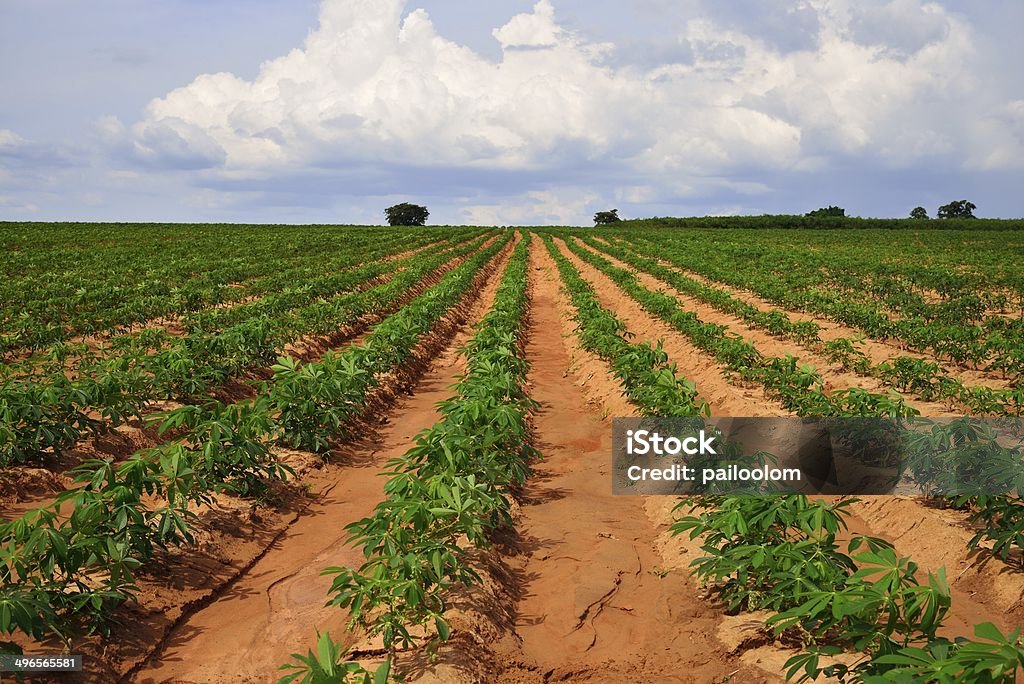Champ de manioc - Photo de Agriculture libre de droits
