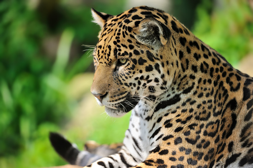 Jaguar looking at camera - Pantanal wetlands, Brazil