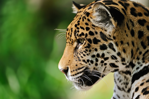 Portrait of a jaguar (Panthera onca)