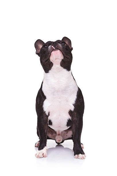 istock french bulldog puppy looking up while sitting 496568314