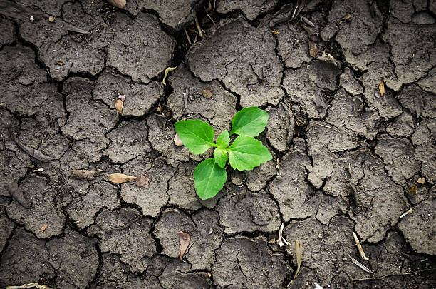 istock green plant growing between the cracks 496568436