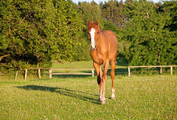 istock young Holsteiner horse on pasture 496569566