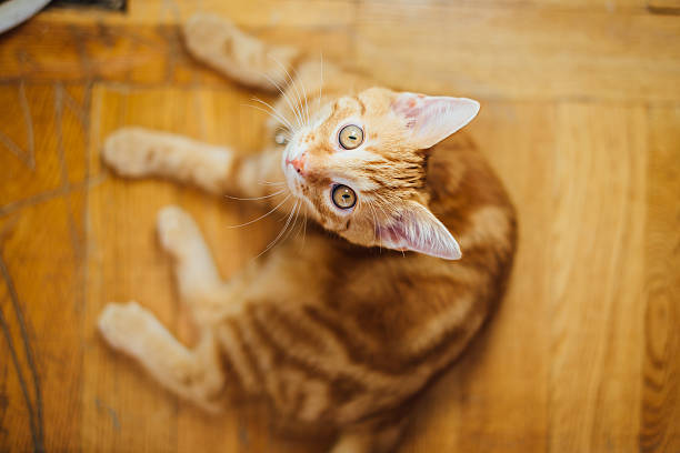 istock Beautiful yellow cat lying on the floor 496569986