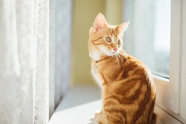 Photo of Beautiful yellow cat lying on the floor