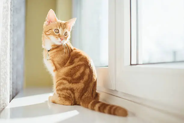 Photo of Beautiful yellow cat lying on the floor