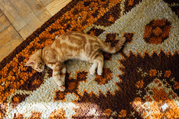 istock Beautiful yellow cat lying on the floor 496570288