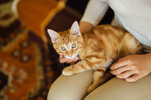 istock Beautiful yellow cat lying on the floor 496570336