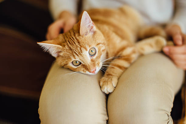 istock Beautiful yellow cat lying on the floor 496570366