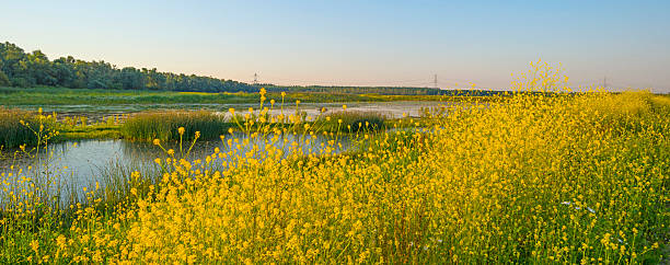 istock Wild flowers along a lake in summer at sunrise 496571042