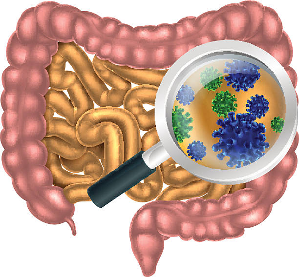 ilustrações, clipart, desenhos animados e ícones de lupa gut flora - staphylococcus aureus resistente à meticilina
