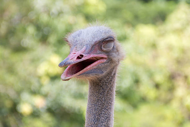 istock Head of ostrich in zoo 496571572