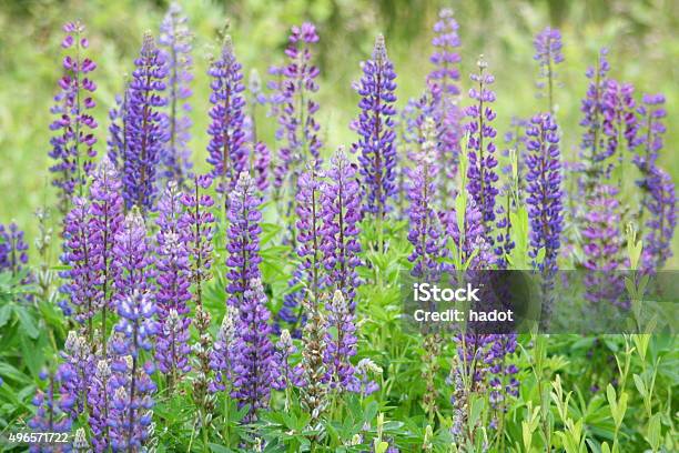 Lupine Stock Photo - Download Image Now - 2015, Blossom, Blue