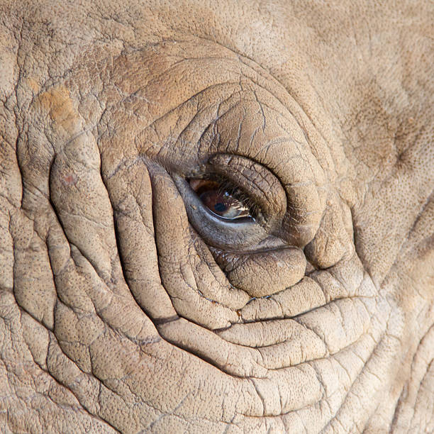 istock White Rhinoceros eye for background 496572080