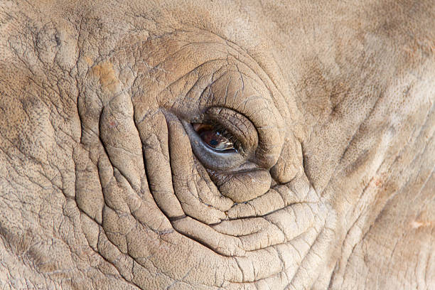 istock White Rhinoceros eye for background 496572164