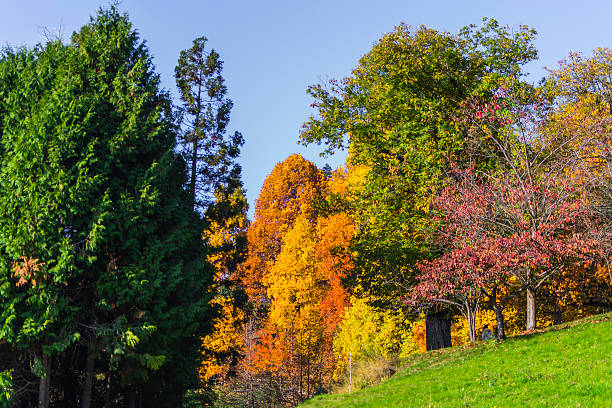 istock Wood of many colors (Biella, Piedmont, Italy) 496572530