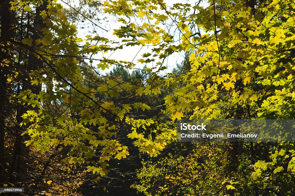 leaves in autumn forest maple leaves at October dayleaves in autumn forest, Russia, Kaluga 2015 Stock Photo