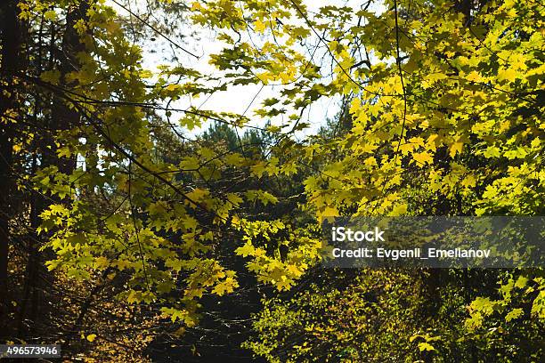 Leaves In Autumn Forest Stock Photo - Download Image Now - 2015, Antiquities, Autumn
