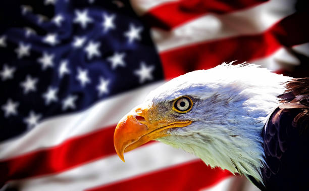 istock Wallpaper - background. North american bald eagle on blurred american flag 496576344