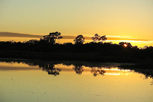 istock Sunrise in the jungle. 496577126