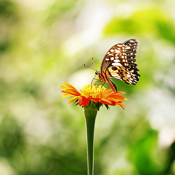istock Butterfly on Zinnia flower 496578832