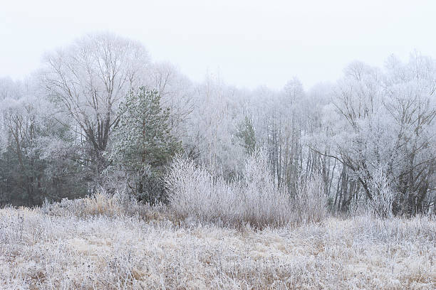 istock Trees covered with hoarfrost in a fog 496578898
