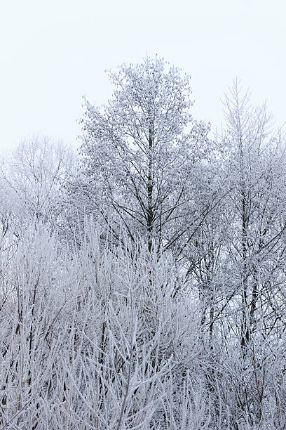 istock Trees covered with hoarfrost in a fog 496579122