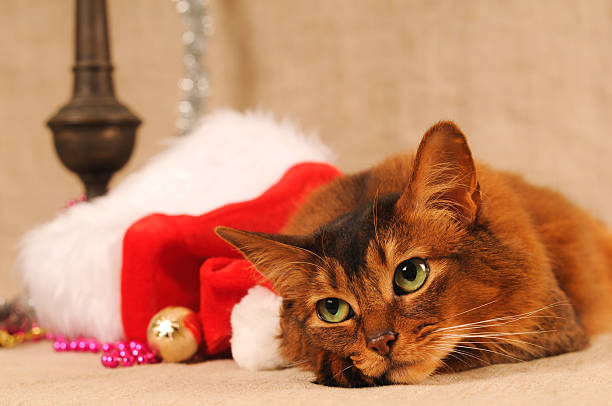 istock Somali cat portrait with Santa hat 496579332
