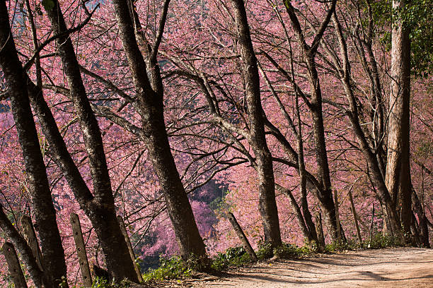 pink flower trees stock photo