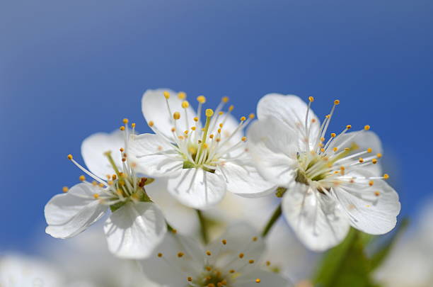 istock closeup of delicate cherry tree flowers 496580548