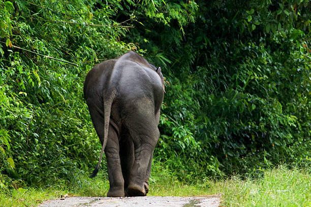 elephant wakling in the forest stock photo