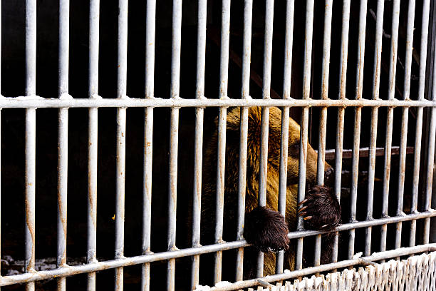 istock Lonely brown bear in a cage 496581216