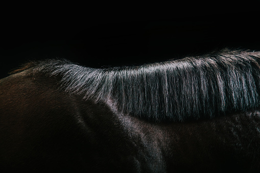 Detail / close up shot with studio lighting of a horse's mane and upper part of the neck. Makes a nice abstract shape or background for equestrian topics.