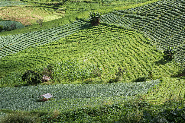 agriculture lanscape view stock photo