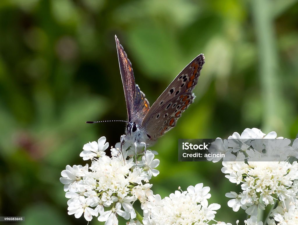 Butterfly Butterfly on the flower in nature.	 Animal Stock Photo