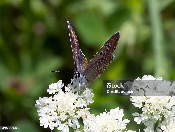 Butterfly Stock Photo - Download Image Now - Animal, Animal Antenna, Animal Body Part