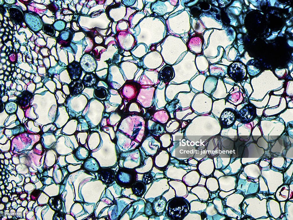 Pine Stängel Root Abschnitt auf Mikroskop - Lizenzfrei Biologie Stock-Foto