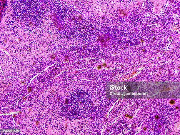 Milz Gewebe Aus Hund Gesehen Mikroskop Stockfoto und mehr Bilder von Zelle - Zelle, Hund, Immunsystem