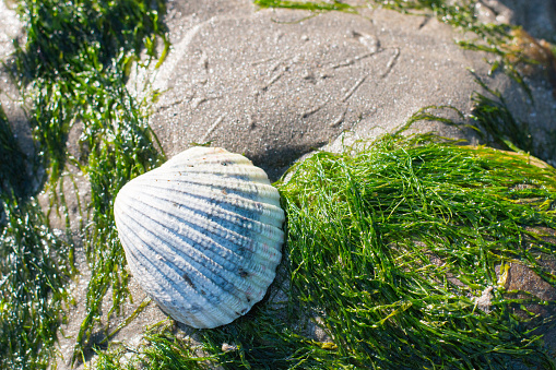 Seashell on the beach in Newcastle, Northern Ireland