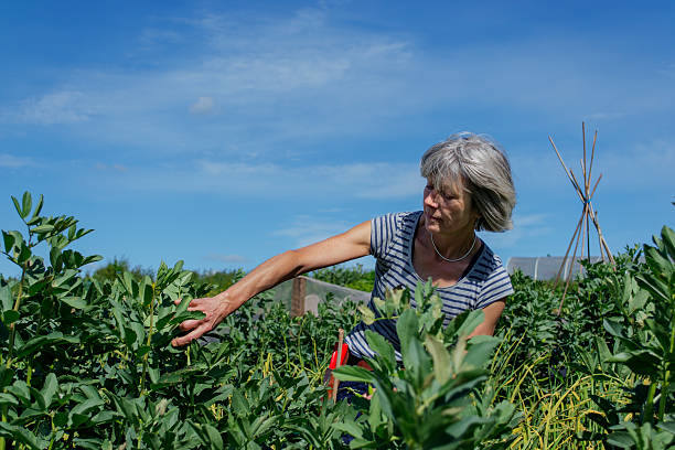 istock In the vegetable garden 496583899