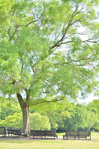 istock The park of sunlight 496584751