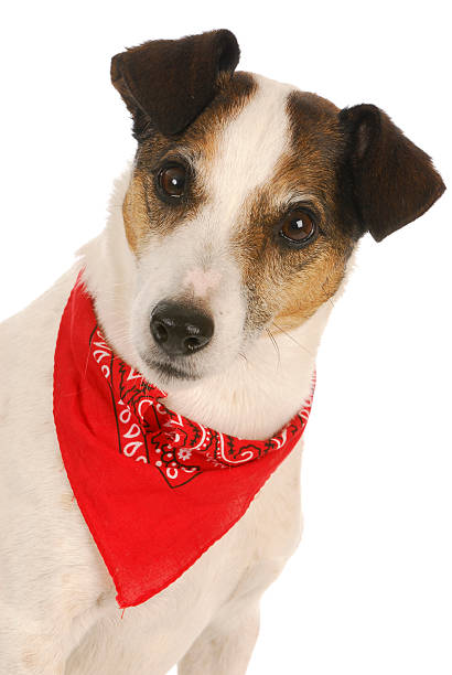 istock dog wearing bandanna 496584761