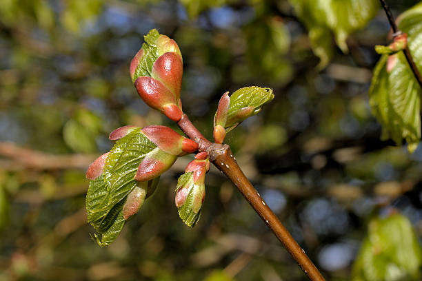 fresco verde germoglio scoppiare su questo tiglio americano tilia europaea - spring bud horizontal color image foto e immagini stock