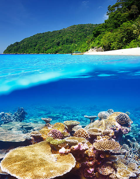 istock Beach with coral reef underwater view 496585233