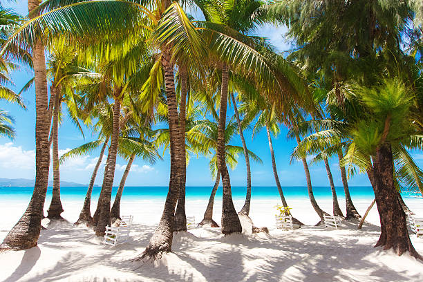 istock tropical sand beach with palm trees, summer vacation 496585697